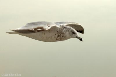 Flying with Sea gull in NYC