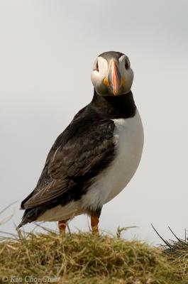 Puffin