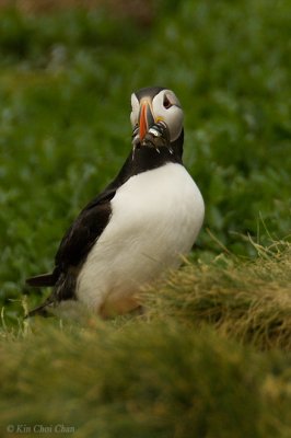 Puffin with fishes. Yum Yum.