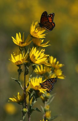 Kansas Monarchs