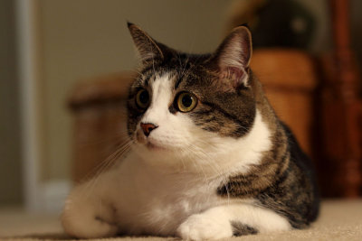 My mom's cat.