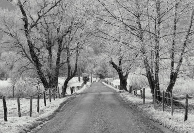 Sparks Lane Frost in B&W