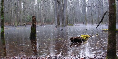 Gum Swamp