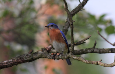 The bluebirds return.