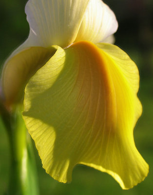 Flower Detail