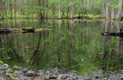 Gum Swamp Reflections