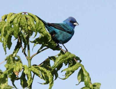 Indigo Bunting