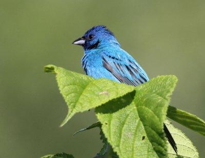 Indigo Bunting II