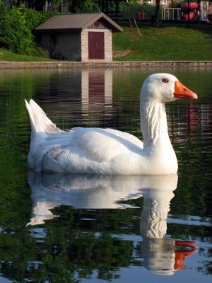 IMG_0949cropedit.ir.jpg