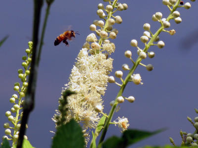 In Cove Lake State Park, Caryville, TN