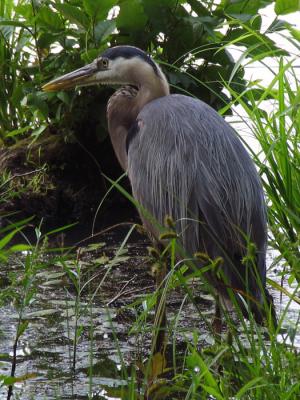 On the shore of Cove Lake