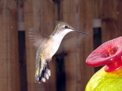 IMG_2677cropeditir.jpg