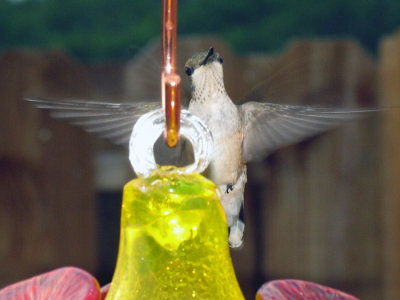 IMG_2679cropeditir.jpg