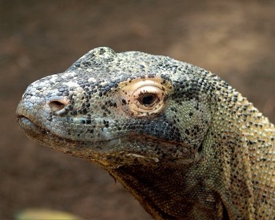  Komodo  Dragon