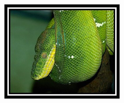 Emerald Tree Boa