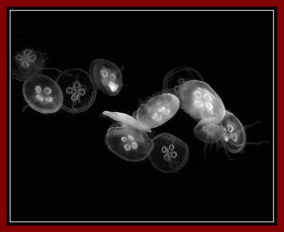 Family  of  Jellyfish