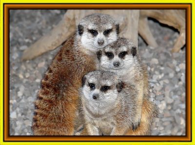 Slender-Tailed Meerkat