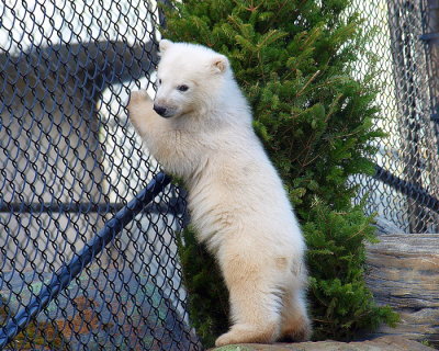  Polar  Bear  Cub