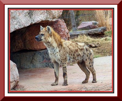 Spotted Hyena