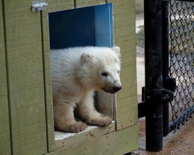  Polar  Bear  Cub  up date     (07-FEB-2012)