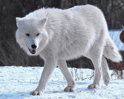 Arctic  Wolf