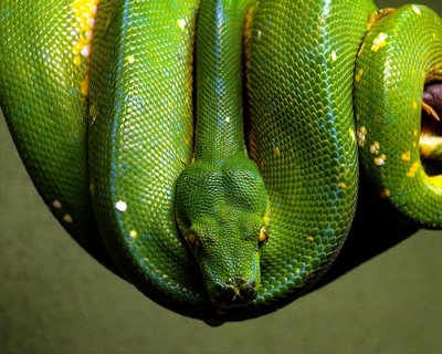 Green  Tree  Python