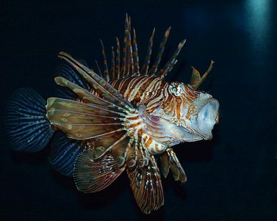 Lion  Fish