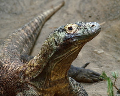 Komodo  Dragon