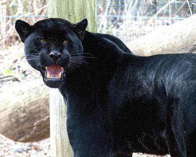 Black  JAGUAR