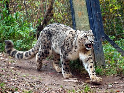 Snow  Leopard