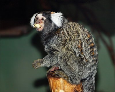 Common Marmoset
