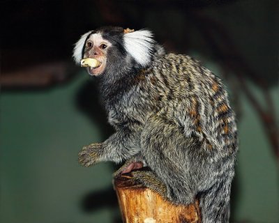 Common  Marmoset