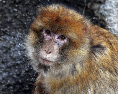Monkey Face