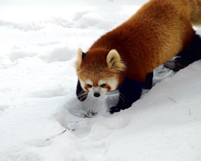 Red  Panda