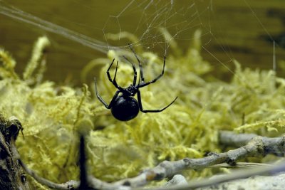  Black  Widow                     P1160085.jpg