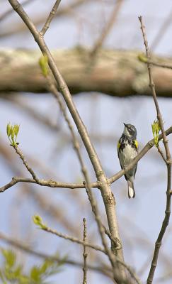 CRW_5746.jpg