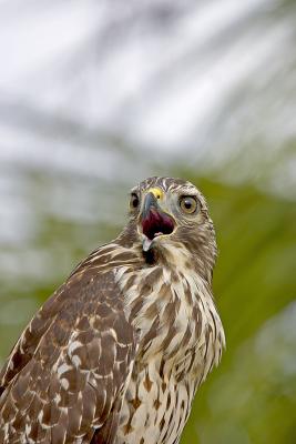 Red-Shouldered Hawk