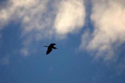 Heron Silhouette