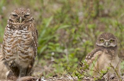 Adult and Juv. Burrowing Owl