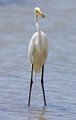Great Egret with Snake
