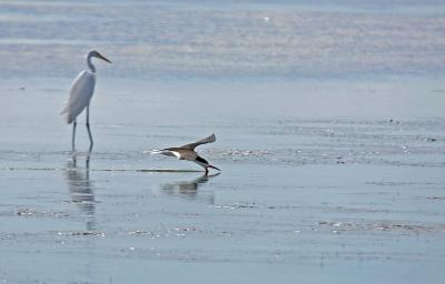 Great Egret and Skimmer
