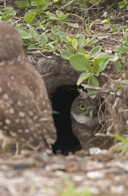 Burrowing Owl Den