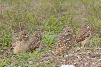 Burrowing Owls