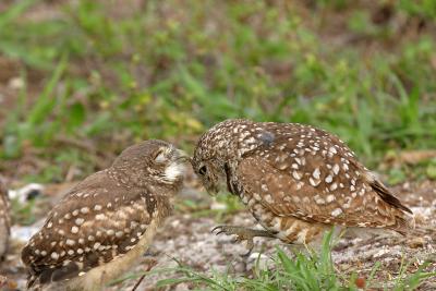 Adult and Juv. Burrowing Owl Preening
