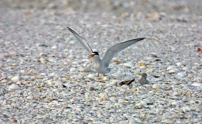 Least Tern with Chick
