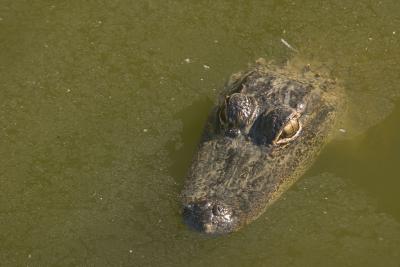 American Alligator