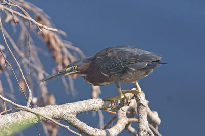 Green Heron