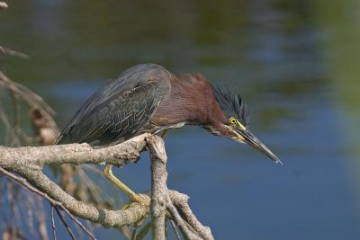 Green Heron