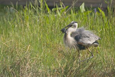 Great Blue Heron