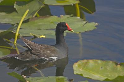 Common Moorhen